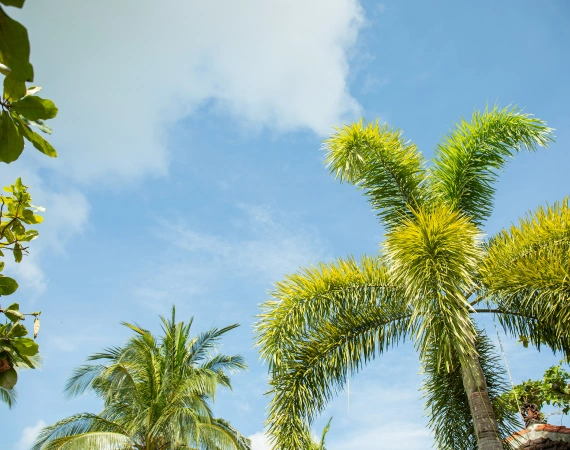 Palm Tree Trimming 1
